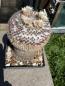 Preview: Mammillaria hahniana spec.
